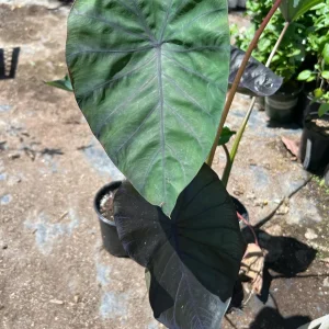 Colocasia 'Black Magic' Elephant Ear Live Plant - 6