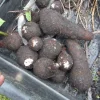 Colocasia Esculenta Bulbs – Elephant Ear Taro Gabi – 2 Root Bulbs for Planting - Image 1
