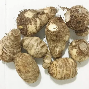 Colocasia Esculenta Bulbs – Elephant Ear Taro Gabi – 2 Root Bulbs for Planting - Image 3