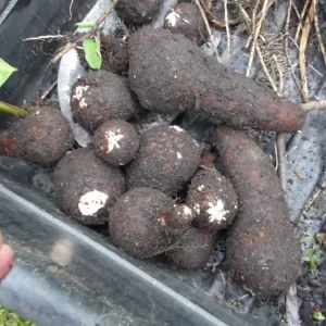 Colocasia Esculenta Bulbs – Elephant Ear Taro Gabi – 2 Root Bulbs for Planting - Image 1