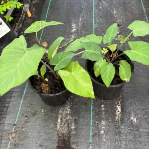 Colocasia Esculenta Live Plant - Edible Taro Elephant Ear, Patra, Pattarveliya - Image 6