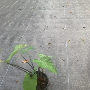 Colocasia Esculenta Live Plant - Elephant Ear (Taro) Edible Plant - Image 2