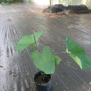 Colocasia Esculenta Live Plant - Elephant Ear (Taro) Edible Plant - Image 3