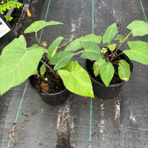 Colocasia Esculenta Live Plant - Elephant Ear (Taro) Edible Plant - Image 6