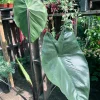 Colocasia Fontanesii Black Stem Taro Live Plant - 6 inch Pot, 1-2 ft Tall - Image 1