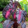 Colocasia Redemption Live Plant – 2 inch Pot – Indoor/Outdoor Exotic Foliage - Image 1