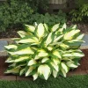 Color Festival Hosta Bareroot Plant - Variegated Foliage, Lilac Flowers, 16" Tall, Zones 3-8 - Image 1