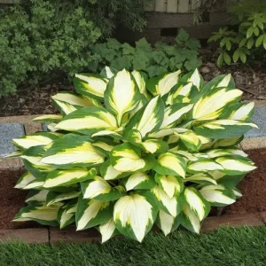 Color Festival Hosta Bareroot Plant - Variegated Foliage, Lilac Flowers, 16