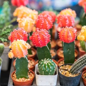 Color Succulent Mix Seeds - 30 Pack Exotic Cactus Flower Seeds Indoor/Outdoor - Image 11