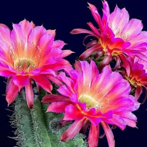 Color Succulent Mix Seeds - 30 Pack Exotic Cactus Flower Seeds Indoor/Outdoor - Image 12