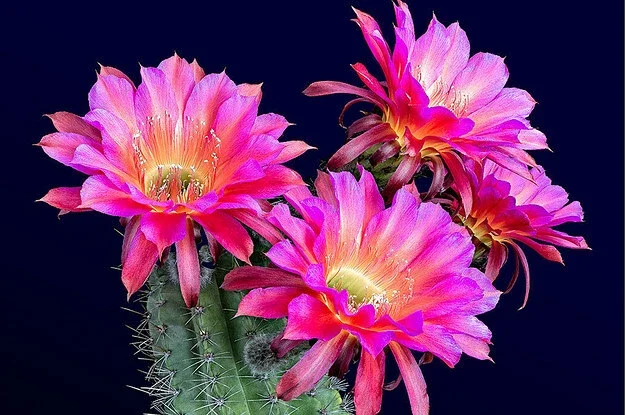 Color Succulent Mix Seeds - 30 Pack Exotic Cactus Flower Seeds Indoor/Outdoor - Image 12