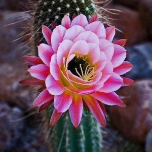 Color Succulent Mix Seeds - 30 Pack Exotic Cactus Flower Seeds Indoor/Outdoor - Image 2