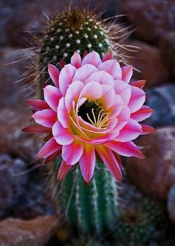 Color Succulent Mix Seeds - 30 Pack Exotic Cactus Flower Seeds Indoor/Outdoor - Image 2