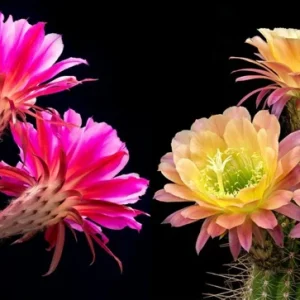Color Succulent Mix Seeds - 30 Pack Exotic Cactus Flower Seeds Indoor/Outdoor - Image 4