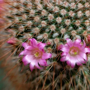 Color Succulent Mix Seeds - 30 Pack Exotic Cactus Flower Seeds Indoor/Outdoor - Image 6