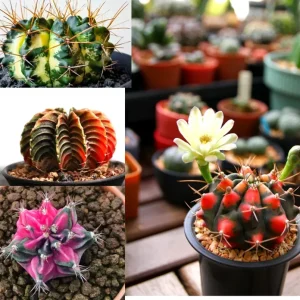 Color Succulent Mix Seeds - 30 Pack Exotic Cactus Flower Seeds Indoor/Outdoor - Image 9
