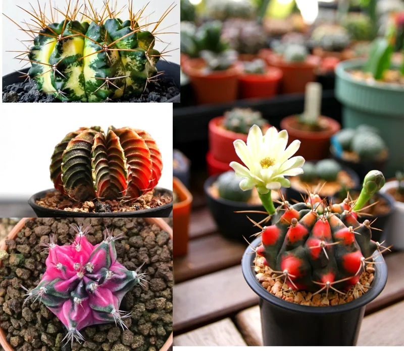 Color Succulent Mix Seeds - 30 Pack Exotic Cactus Flower Seeds Indoor/Outdoor - Image 1
