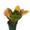 Colorful Croton Live Plant – 3.5 inch Pot – Codiaeum Petra – Vibrant Houseplant - Image 1