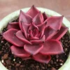 Colorful Echeveria Mix Seeds - Rare Exotic Succulent Hen & Chicks - 5 to 50 Seed Pack - Image 1