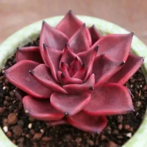 Colorful Echeveria Mix Seeds - Rare Exotic Succulent Hen & Chicks - 5 to 50 Seed Pack - Image 1