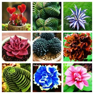 Colorful Echeveria Succulent Seeds Mix - Rare Exotic Hen & Chicks - US Grown - Image 1