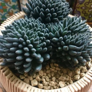 Colorful Echeveria Succulent Seeds Mix - Rare Exotic Hen & Chicks - US Grown - Image 5