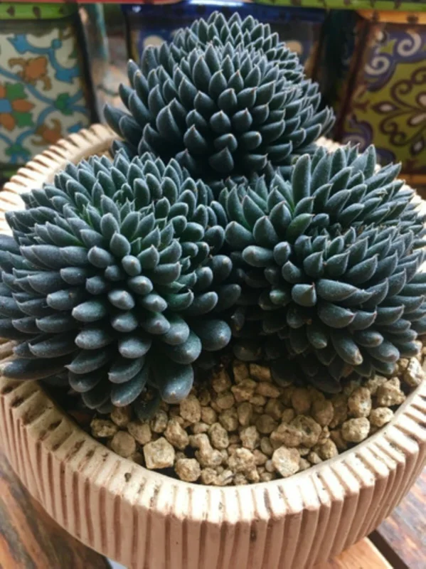 Colorful Echeveria Succulent Seeds Mix - Rare Exotic Hen & Chicks - US Grown - Image 5