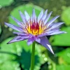 Colorful Lotus Water Lily Aquarium Plant Seeds - Easy Grow (FS0-03) - Image 1