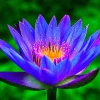 Colorful Lotus Water Lily Bulbs - Easy Grow Aquarium & Pond Aquatic Plant - Perennial - Image 1