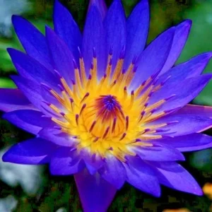 Colorful Lotus Water Lily Bulbs - Easy Grow Perennial Aquatic Plant for Ponds & Aquariums - Image 1