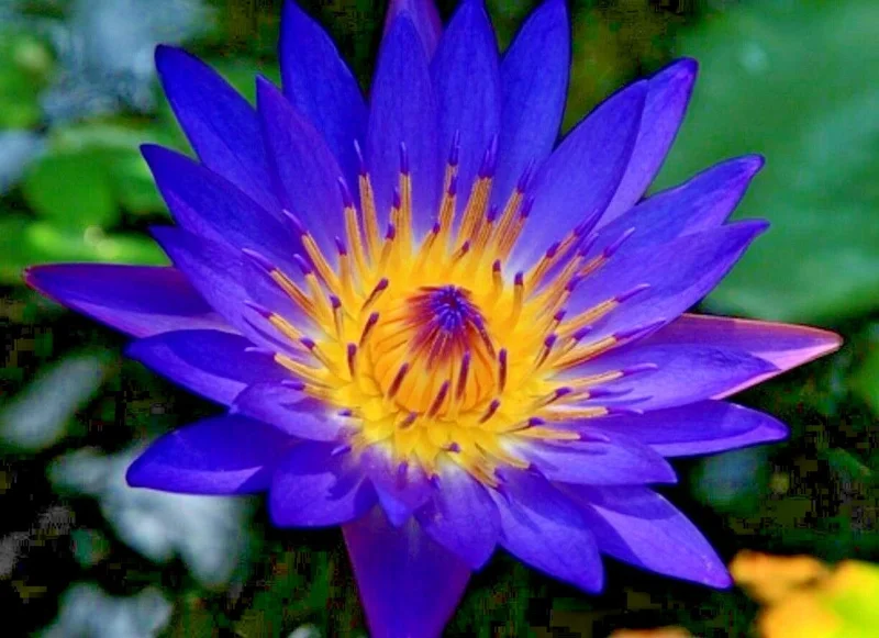Colorful Lotus Water Lily Bulbs - Easy Grow Perennial Aquatic Plant for Ponds & Aquariums - Image 1