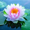 Colorful Lotus Water Lily Seeds - Easy Grow Aquarium & Pond Plant Bulb - Image 1