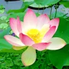 Colorful Lotus Water Lily Seeds - Easy Grow Aquatic Plant for Ponds & Aquariums - Image 1