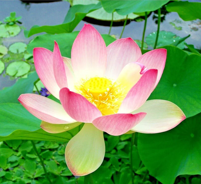 Colorful Lotus Water Lily Seeds - Easy Grow Aquatic Plant for Ponds & Aquariums - Image 1