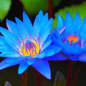 Colorful Lotus Water Lily Seeds - Easy Grow Aquatic Plant for Aquariums - Image 1
