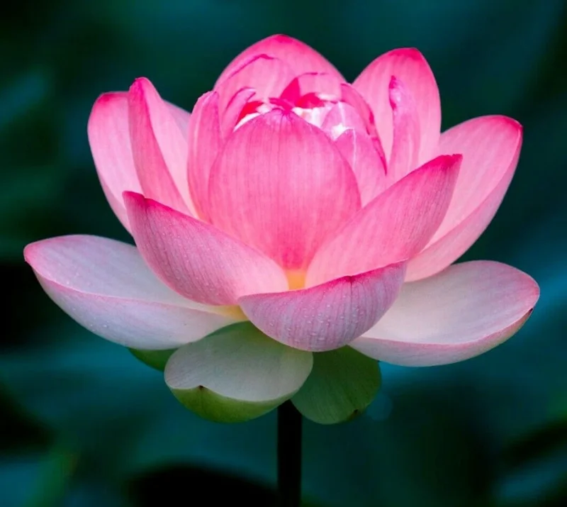 Colorful Lotus Water Lily Seeds - Easy Grow Aquatic Pond Plant Seeds - Image 1