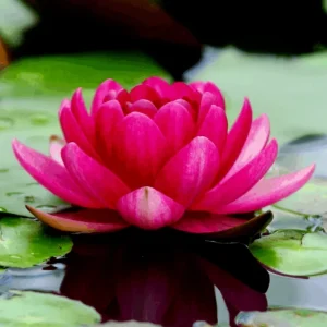 Colorful Lotus Water Lily Seeds for Aquarium & Pond - Easy Grow Aquatic Plants - Image 1