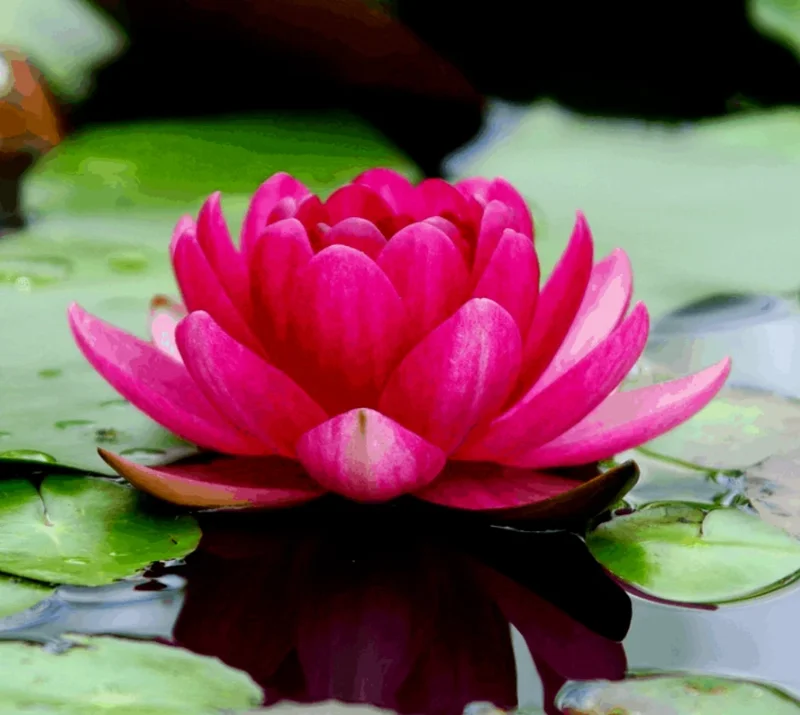 Colorful Lotus Water Lily Seeds for Aquarium & Pond - Easy Grow Aquatic Plants - Image 1
