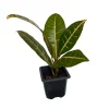 Colorful Petra Croton Live Plant – Codiaeum Petra – 4 inch Pot – Indoor - Image 1
