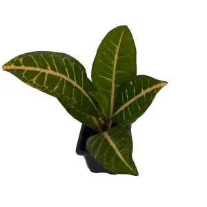 Colorful Petra Croton Live Plant – Codiaeum Petra – 4 inch Pot – Indoor - Image 2