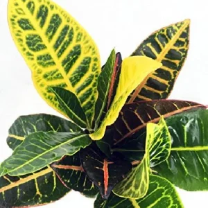 Colorful Petra Croton Live Plant – Codiaeum Petra – 4 inch Pot – Indoor - Image 3