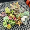 Colorful Succulent Cuttings for Propagation - No Root Live Plants, 1-3 inches - Image 1