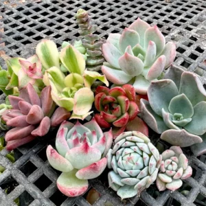 Colorful Succulent Cuttings for Propagation - No Root Live Plants, 1-3 inches - Image 2