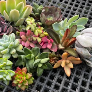 Colorful Succulent Cuttings for Propagation - No Root Live Plants, 1-3 inches - Image 3
