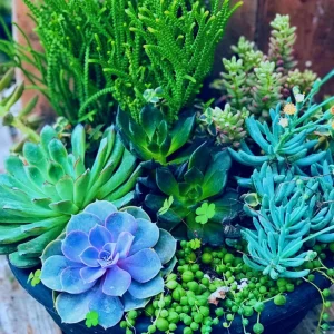 Colorful Succulent Mix Seeds - Exotic Cactus Flower Seeds - 35+ Seeds - Image 6