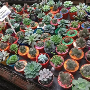 Colorful Succulent Mix Seeds – Rare Exotic Cactus Flower Seeds – 35+ Seeds - Image 10