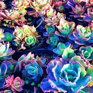 Colorful Succulent Mix Seeds – Rare Exotic Cactus Flower Seeds – 35+ Seeds - Image 4