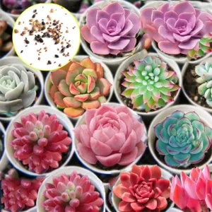 Colorful Succulent Mix Seeds – Rare Exotic Cactus Flower Seeds – 35+ Seeds - Image 5