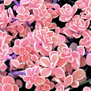 Colorful Succulent Mix Seeds – Rare Exotic Cactus Flower Seeds – 35+ Seeds - Image 8