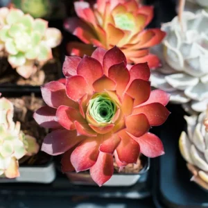 Colorful Succulent Mix Seeds – Rare Exotic Cactus Flower Seeds – 35+ Seeds - Image 9